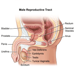 Prostate Cancer Treatment in Udaipur
